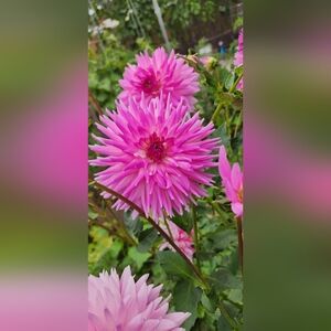 Vibrant Pink Dahlia Flower